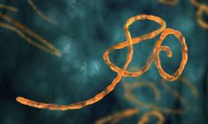 Ebola: Allgemeines und Überblick