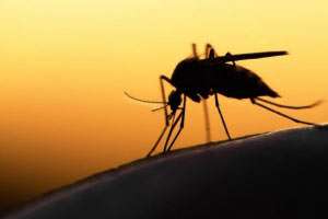 Mücken: Mückenabwehr