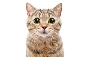 Katzenallergie
