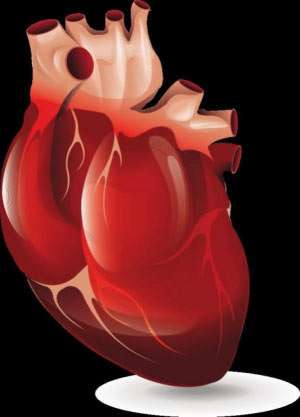 Herzmuskelentzündung (Myokarditis): Ursachen