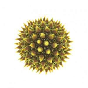Heuschnupfen (Pollenallergie): Prophylaxe